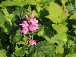 Miesmäulchen -Günstiges Garten Zart Geschäft miesmaeulchen m001596 w 2