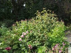 Miesmäulchen -Günstiges Garten Zart Geschäft miesmaeulchen m001596 w 4