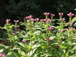 Miesmäulchen -Günstiges Garten Zart Geschäft miesmaeulchen m001596 w 5