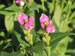 Miesmäulchen -Günstiges Garten Zart Geschäft miesmaeulchen m001596 w 6