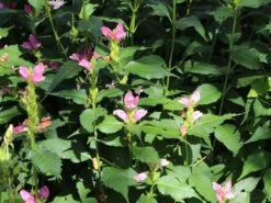 Miesmäulchen -Günstiges Garten Zart Geschäft miesmaeulchen m001596 w 7