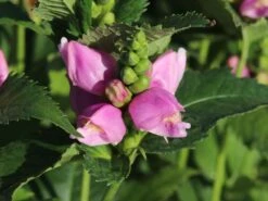 Miesmäulchen -Günstiges Garten Zart Geschäft miesmaeulchen m001596 w 8