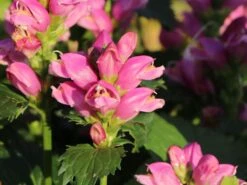 Miesmäulchen -Günstiges Garten Zart Geschäft miesmaeulchen m001596 w 9