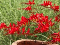 Montbretie 'Hellfire' 15 Montbretie 'Hellfire' -Günstiges Garten Zart Geschäft montbretie hellfire m108453 w 0