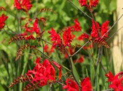 Montbretie 'Hellfire' 14 Montbretie 'Hellfire' -Günstiges Garten Zart Geschäft montbretie hellfire m108453 w 1