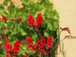 Montbretie 'Hellfire' 16 Montbretie 'Hellfire' -Günstiges Garten Zart Geschäft montbretie hellfire m108453 w 2