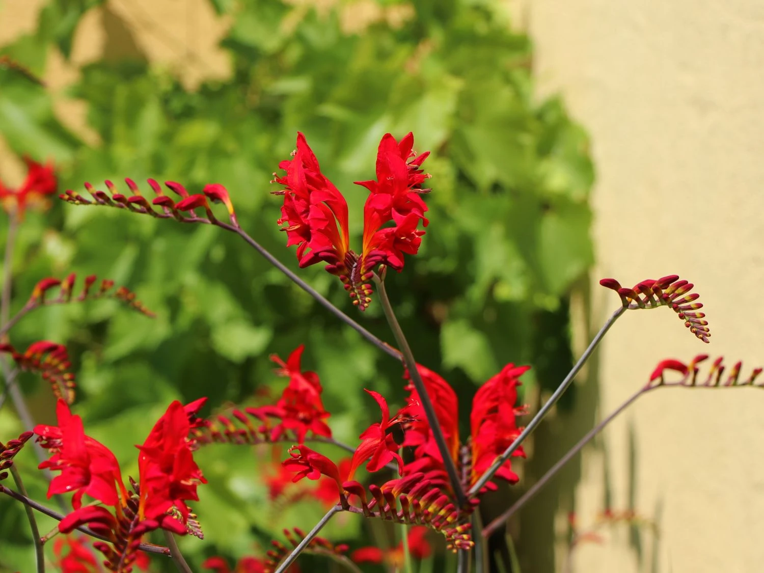 Montbretie 'Hellfire' 7 Montbretie 'Hellfire' – Bild 5