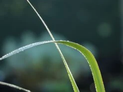 Montbretie 'Hellfire' 21 Montbretie 'Hellfire' -Günstiges Garten Zart Geschäft montbretie hellfire m108453 w 3