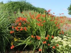 Montbretie 'Hellfire' 17 Montbretie 'Hellfire' -Günstiges Garten Zart Geschäft montbretie hellfire m108453 w 4