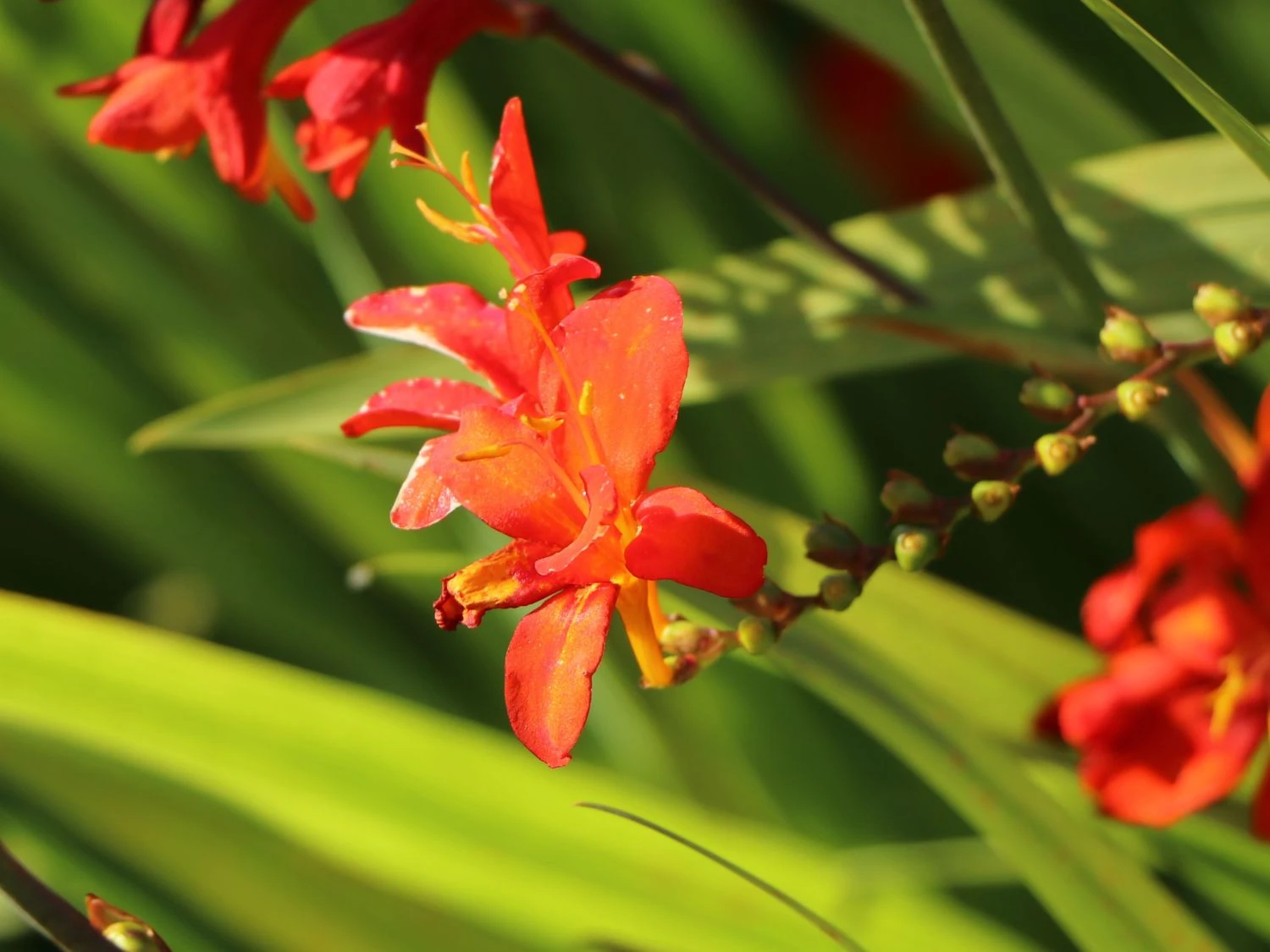 Montbretie 'Hellfire' 9 Montbretie 'Hellfire' – Bild 7