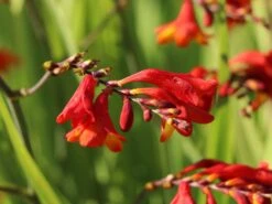 Montbretie 'Hellfire' 19 Montbretie 'Hellfire' -Günstiges Garten Zart Geschäft montbretie hellfire m108453 w 6