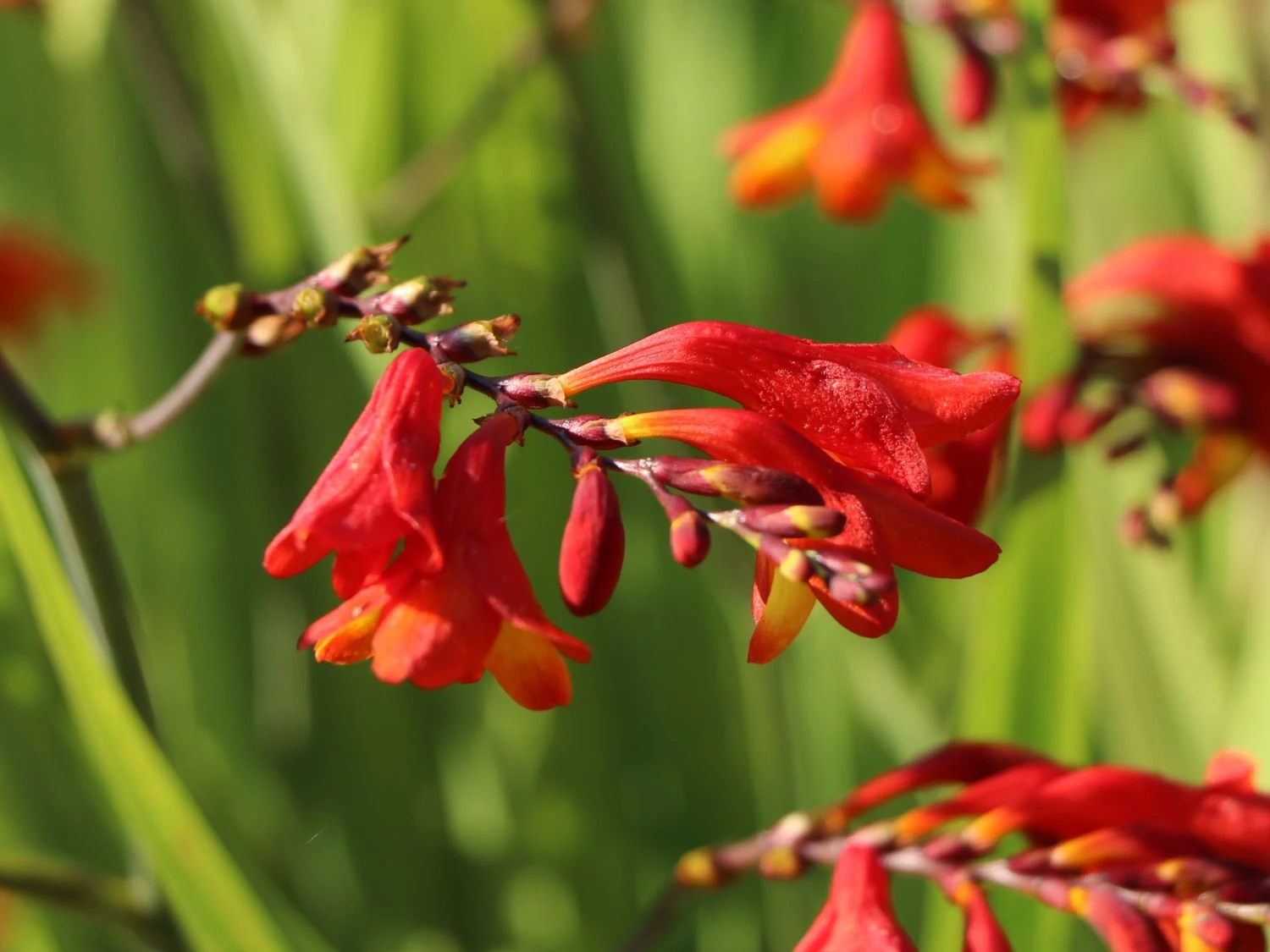 Montbretie 'Hellfire' 10 Montbretie 'Hellfire' – Bild 8