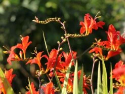 Montbretie 'Hellfire' 20 Montbretie 'Hellfire' -Günstiges Garten Zart Geschäft montbretie hellfire m108453 w 7