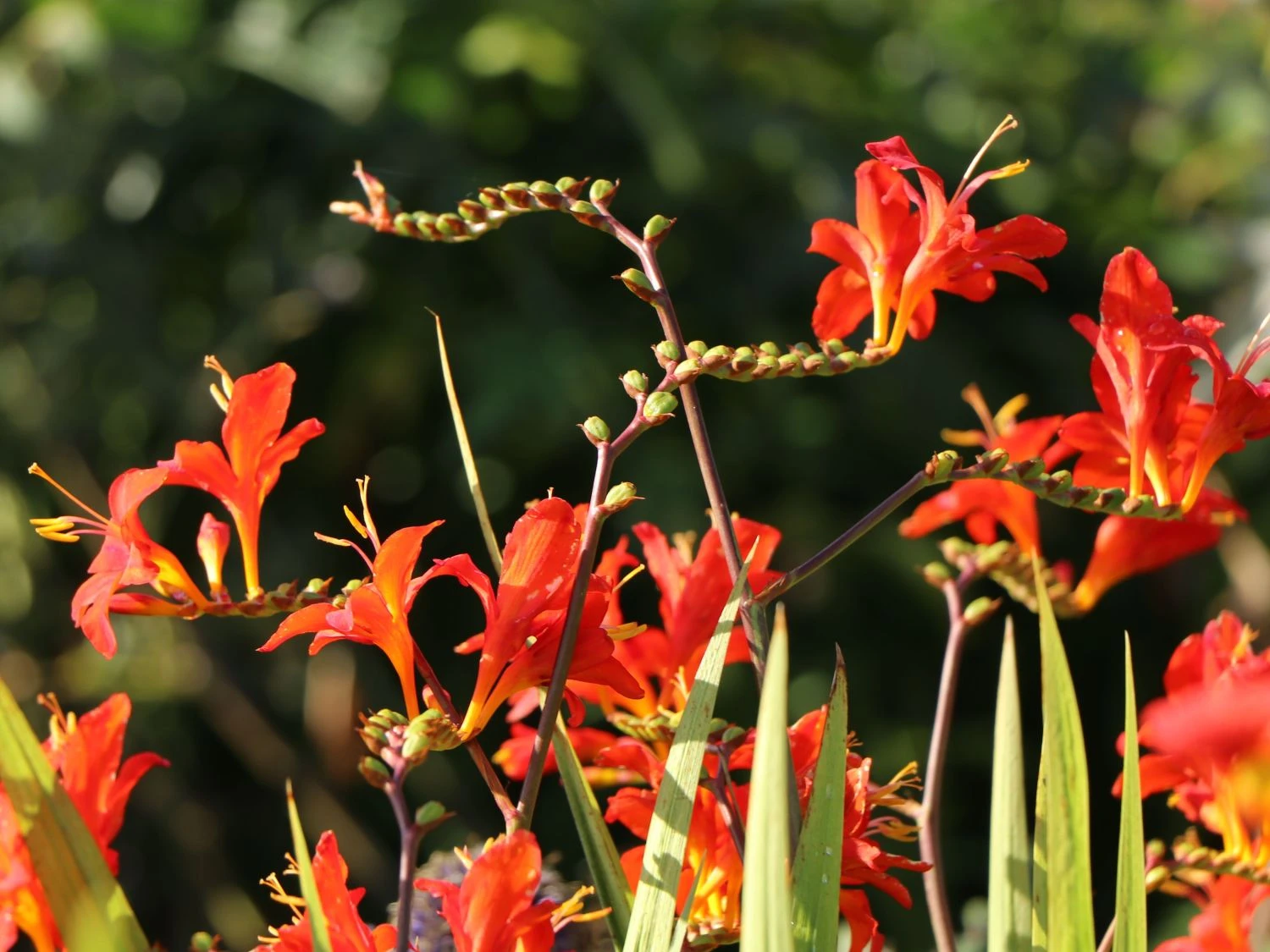 Montbretie 'Hellfire' 11 Montbretie 'Hellfire' – Bild 9