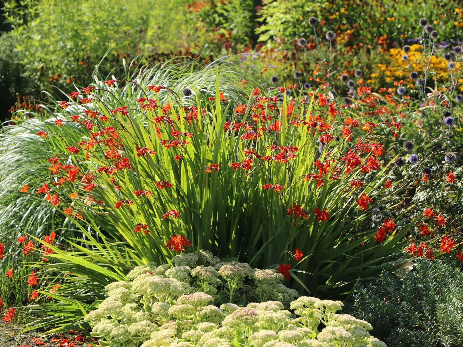 Montbretie 'Hellfire' 4 Montbretie 'Hellfire' – Bild 2