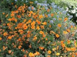 Nelkenwurz 'Prinses Juliana'