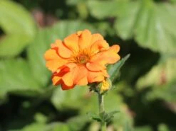 Nelkenwurz 'Prinses Juliana' -Günstiges Garten Zart Geschäft nelkenwurz prinses juliana m058670 w 1