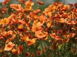 Nelkenwurz 'Prinses Juliana' -Günstiges Garten Zart Geschäft nelkenwurz prinses juliana m058670 w 2