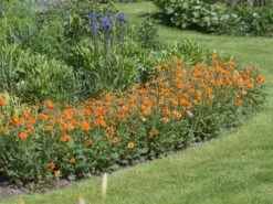 Nelkenwurz 'Prinses Juliana' -Günstiges Garten Zart Geschäft nelkenwurz prinses juliana m058670 w 3