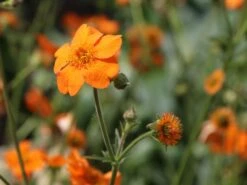 Nelkenwurz 'Prinses Juliana' -Günstiges Garten Zart Geschäft nelkenwurz prinses juliana m058670 w 5