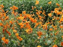 Nelkenwurz 'Prinses Juliana' -Günstiges Garten Zart Geschäft nelkenwurz prinses juliana m058670 w 6