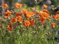 Nelkenwurz 'Prinses Juliana' -Günstiges Garten Zart Geschäft nelkenwurz prinses juliana m058670 w 7