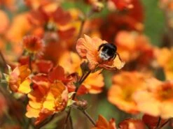 Nelkenwurz 'Prinses Juliana' -Günstiges Garten Zart Geschäft nelkenwurz prinses juliana m058670 w 8