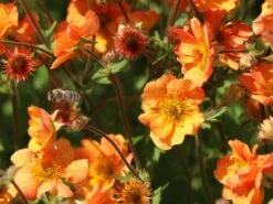 Nelkenwurz 'Prinses Juliana' -Günstiges Garten Zart Geschäft nelkenwurz prinses juliana m058670 w 9