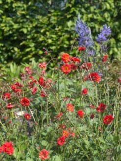 Nelkenwurz 'Rubin' -Günstiges Garten Zart Geschäft nelkenwurz rubin m058672 w 0