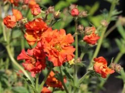 Nelkenwurz 'Rubin' -Günstiges Garten Zart Geschäft nelkenwurz rubin m058672 w 1