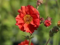 Nelkenwurz 'Rubin' -Günstiges Garten Zart Geschäft nelkenwurz rubin m058672 w 3