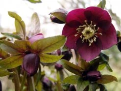 Orientalischer Nieswurz / Christrose 'Pretty Ellen Red' -Günstiges Garten Zart Geschäft nieswurz pretty ellen red m085478 w 0