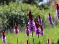 Orchideen-Primel 'Red Hot Poker'