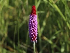 Orchideen-Primel 'Red Hot Poker' -Günstiges Garten Zart Geschäft orchideen primel red hot poker m060086 w 0