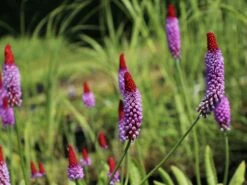 Orchideen-Primel 'Red Hot Poker' -Günstiges Garten Zart Geschäft orchideen primel red hot poker m060086 w 1