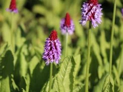 Orchideen-Primel 'Red Hot Poker' -Günstiges Garten Zart Geschäft orchideen primel red hot poker m060086 w 3