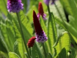 Orchideen-Primel 'Red Hot Poker' -Günstiges Garten Zart Geschäft orchideen primel red hot poker m060086 w 6