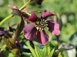 Orientalischer Nieswurz / Christrose 'Pretty Ellen Red' -Günstiges Garten Zart Geschäft orientalischer nieswurz christrose pretty ellen red m085478 w 1