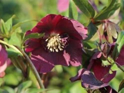 Orientalischer Nieswurz / Christrose 'Pretty Ellen Red' -Günstiges Garten Zart Geschäft orientalischer nieswurz christrose pretty ellen red m085478 w 2