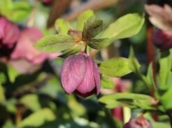 Orientalischer Nieswurz / Christrose 'Pretty Ellen Red' -Günstiges Garten Zart Geschäft orientalischer nieswurz christrose pretty ellen red m085478 w 4