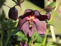 Orientalischer Nieswurz / Christrose 'Pretty Ellen Red' -Günstiges Garten Zart Geschäft orientalischer nieswurz christrose pretty ellen red m085478 w 5