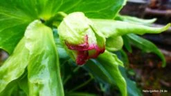 Palmblatt Nieswurz -Günstiges Garten Zart Geschäft palmblatt nieswurz m010914 796006 0