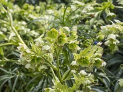 Palmblatt Nieswurz -Günstiges Garten Zart Geschäft palmblatt nieswurz m010914 w 1