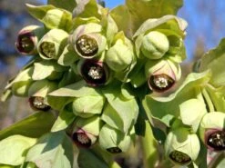 Palmblatt Nieswurz -Günstiges Garten Zart Geschäft palmblatt nieswurz m010914 w 2