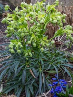 Palmblatt Nieswurz -Günstiges Garten Zart Geschäft palmblatt nieswurz m010914 w 3