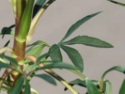 Palmblatt Nieswurz -Günstiges Garten Zart Geschäft palmblatt nieswurz m010914 w 4