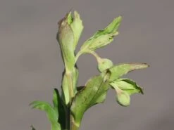 Palmblatt Nieswurz -Günstiges Garten Zart Geschäft palmblatt nieswurz m010914 w 5