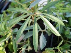 Palmblatt Nieswurz -Günstiges Garten Zart Geschäft palmblatt nieswurz m010914 w 7