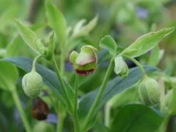 Palmblatt Nieswurz -Günstiges Garten Zart Geschäft palmblatt nieswurz m010914 w 8
