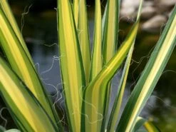 Palmlilie 'Color Guard' -Günstiges Garten Zart Geschäft palmlilie color guard m012352 w 0